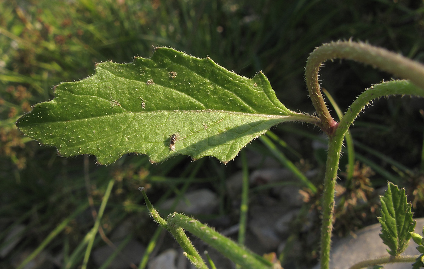 Image of genus Sinapis specimen.