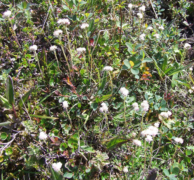 Изображение особи Antennaria dioica.