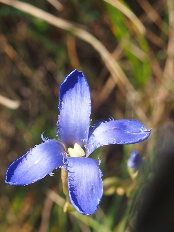 Image of Gentianopsis doluchanovii specimen.