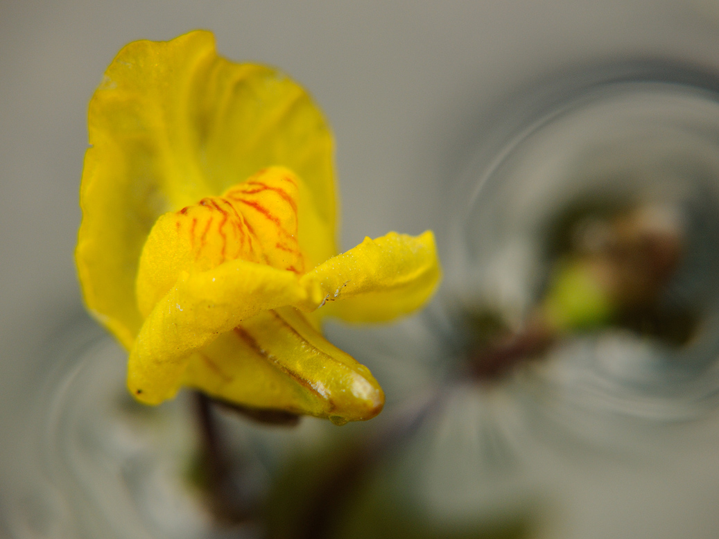 Изображение особи Utricularia australis.