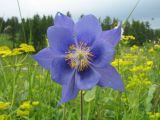 Aquilegia glandulosa. Цветок. Восточный Казахстан, Южный Алтай, Маркакольская котловина, пер. в долину Холодная. 29 июня 2012 г.