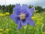 Aquilegia glandulosa. Цветок. Восточный Казахстан, Южный Алтай, Маркакольская котловина, пер. в долину Холодная. 29 июня 2012 г.