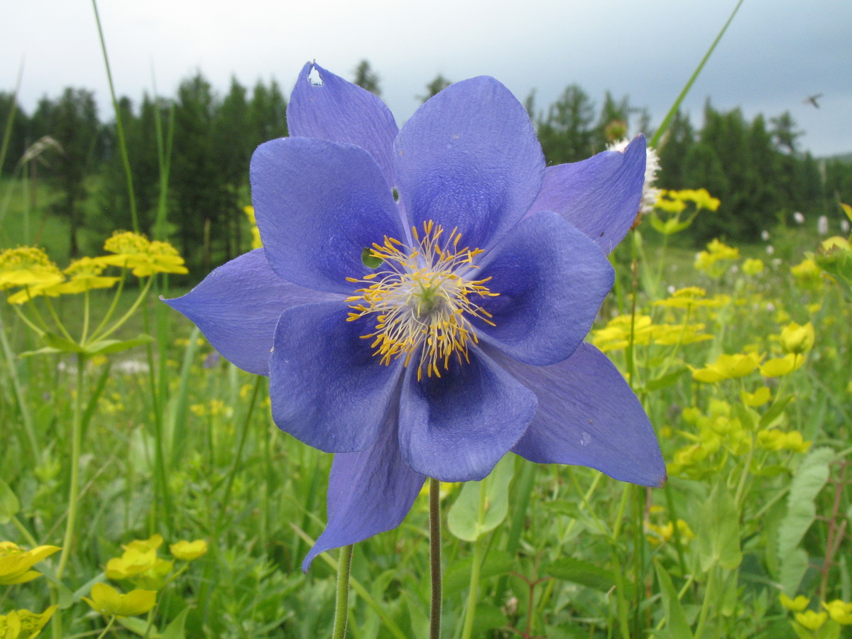 Изображение особи Aquilegia glandulosa.