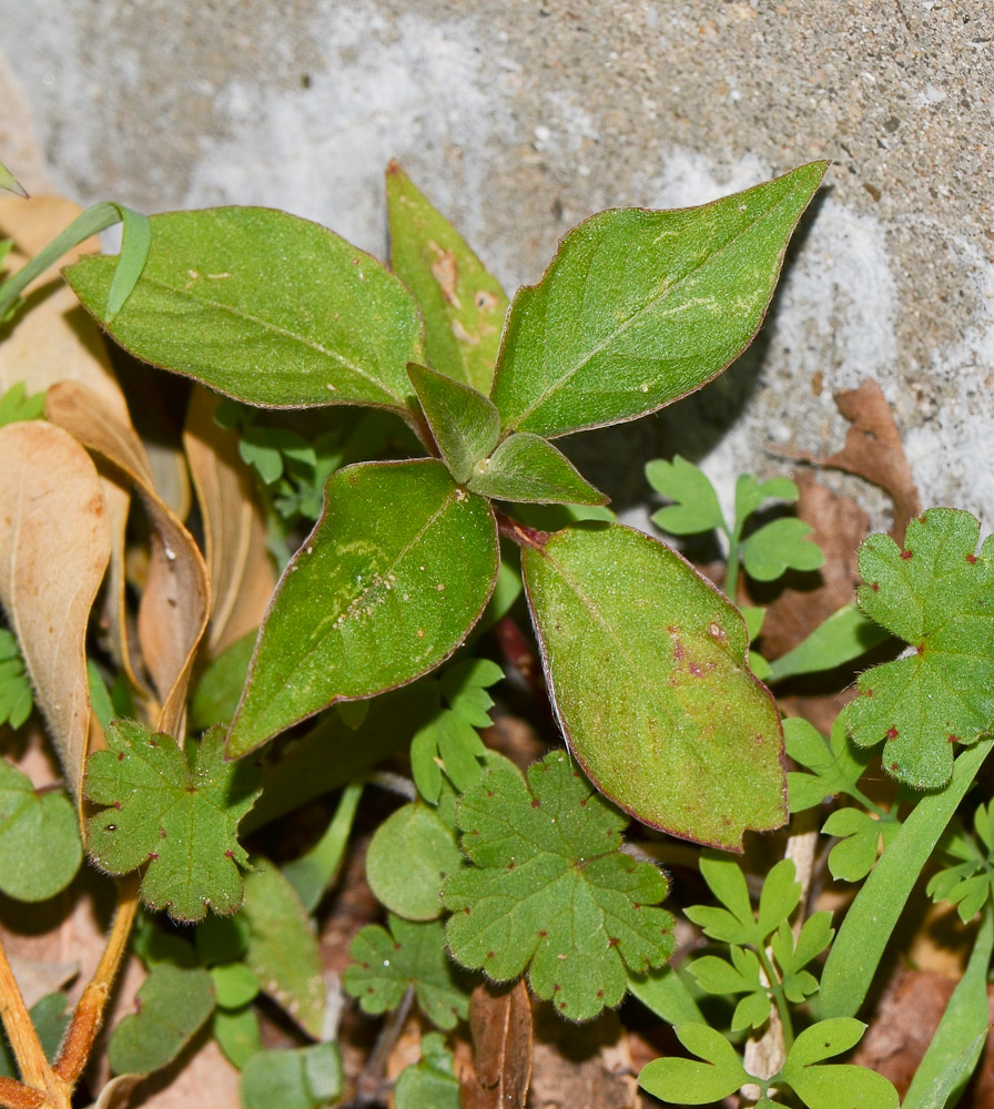 Image of Achyranthes aspera var. sicula specimen.