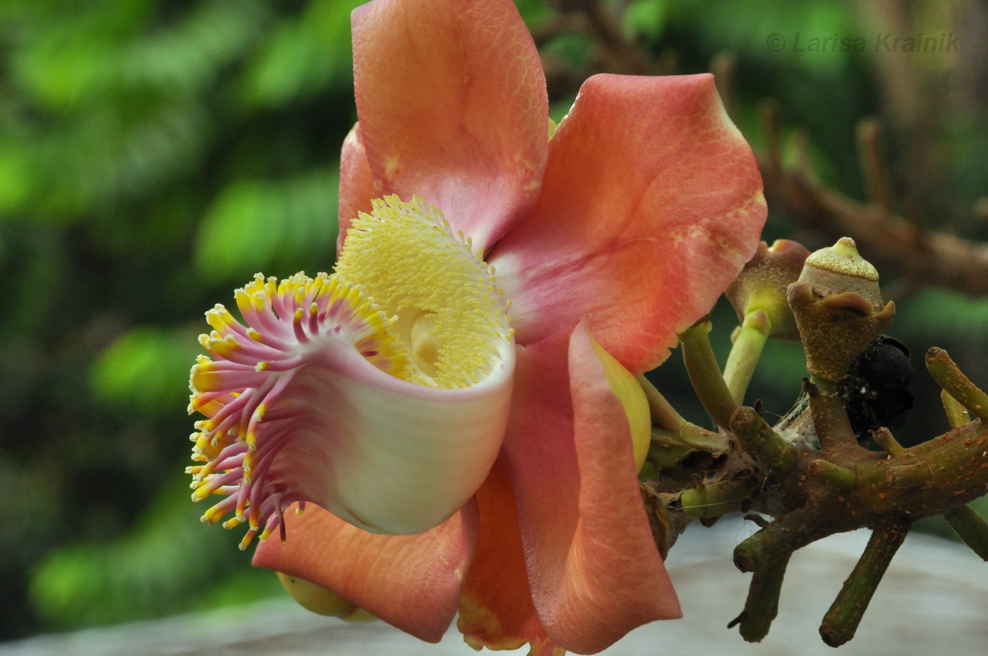 Image of Couroupita guianensis specimen.