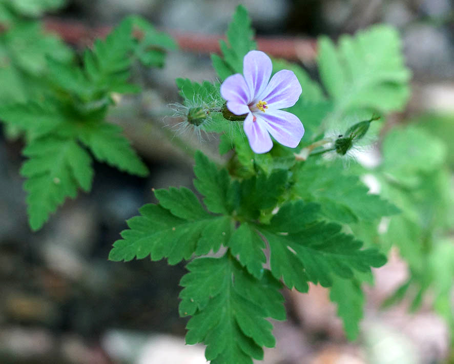 Изображение особи Geranium robertianum.