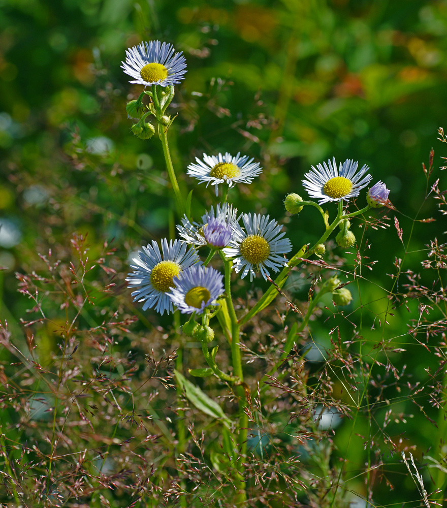 Изображение особи Erigeron annuus.