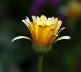 Calendula officinalis. Соцветие. Московская обл., Раменский р-н, окр. дер. Хрипань, садовый участок. 09.08.2014.