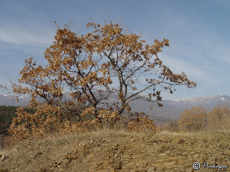 Image of Quercus pubescens specimen.