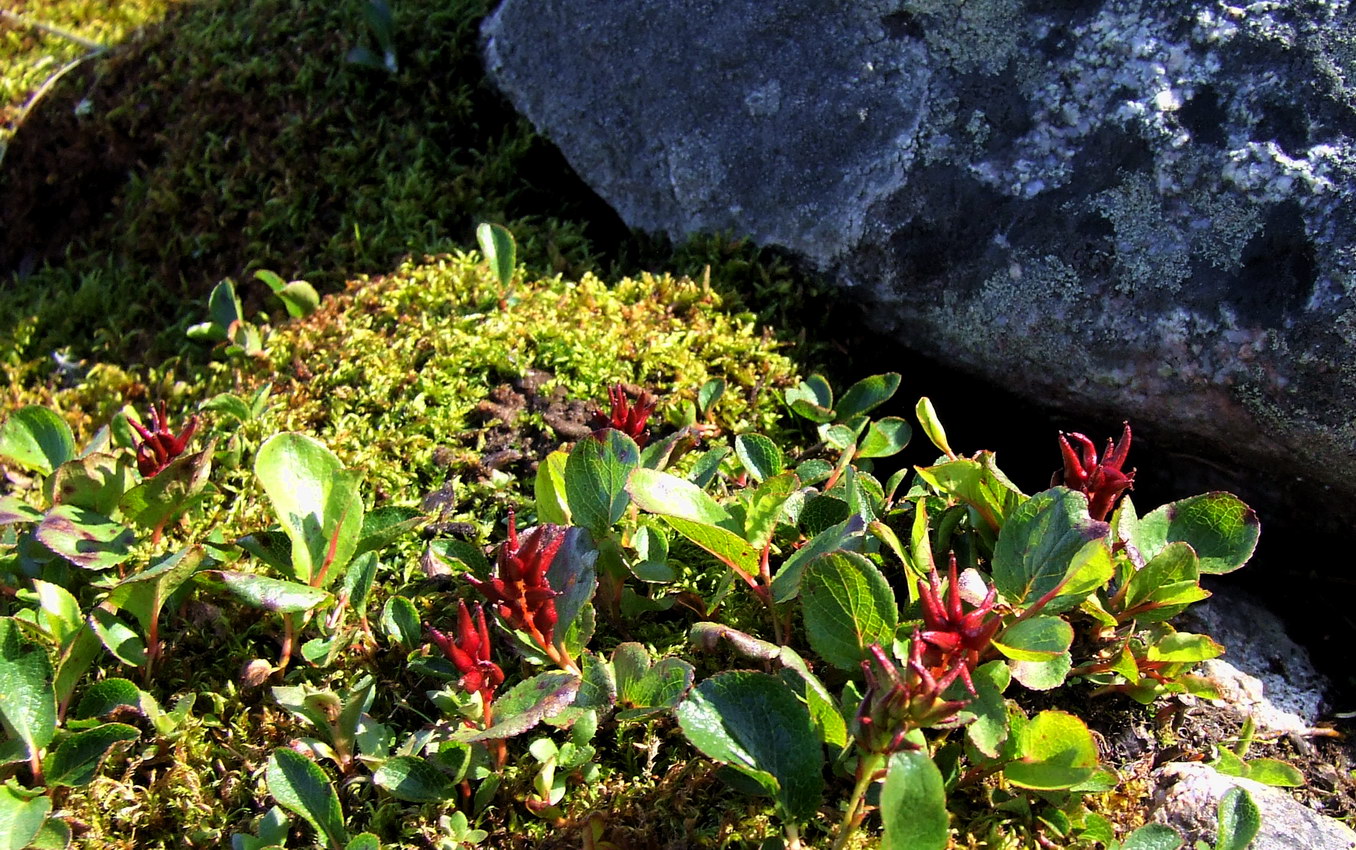 Image of Salix herbacea specimen.