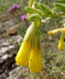 Onosma подвид oligotricha