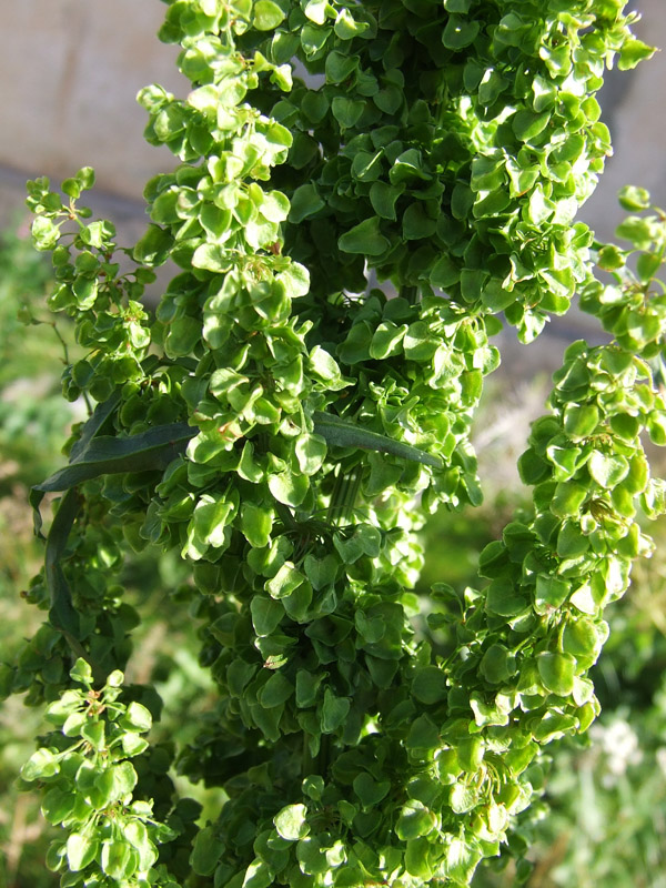 Image of Rumex longifolius specimen.