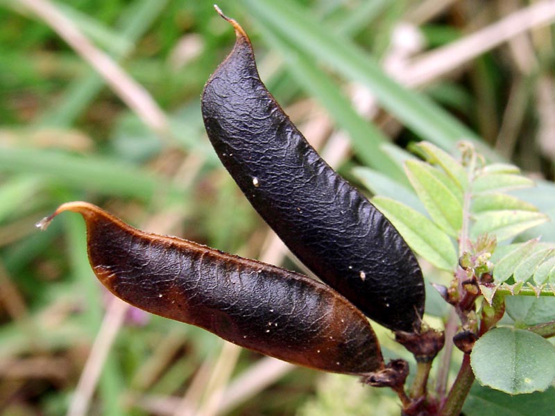 Image of Vicia sepium specimen.