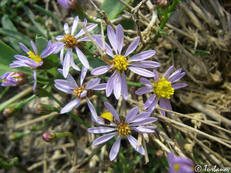 Image of Tripolium pannonicum specimen.