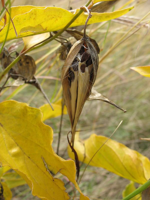 Image of genus Vincetoxicum specimen.