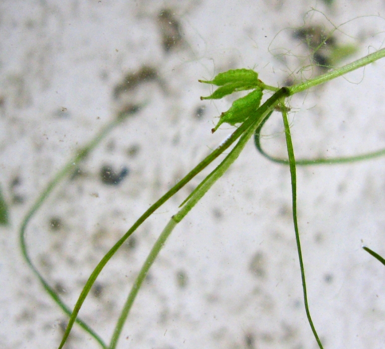 Image of Zannichellia palustris specimen.