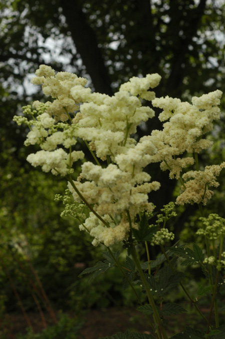Image of Filipendula ulmaria specimen.