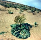 Rheum turkestanicum. Плодоносящее растение. Узбекистан, Кашкадарьинская обл., Пески Сундукли. 7 апреля 1985 г.