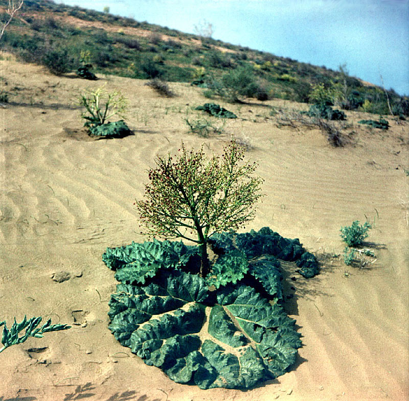 Image of Rheum turkestanicum specimen.