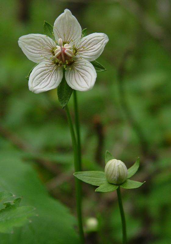 Image of Parnassia palustris specimen.