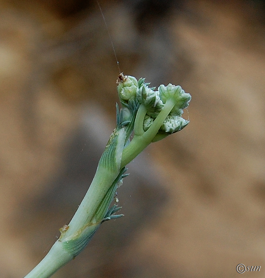 Image of Seseli dichotomum specimen.