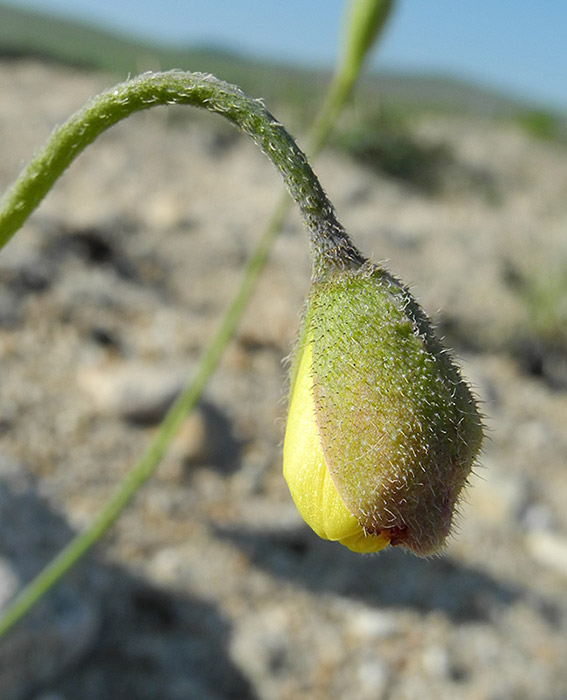 Изображение особи Papaver ammophilum.