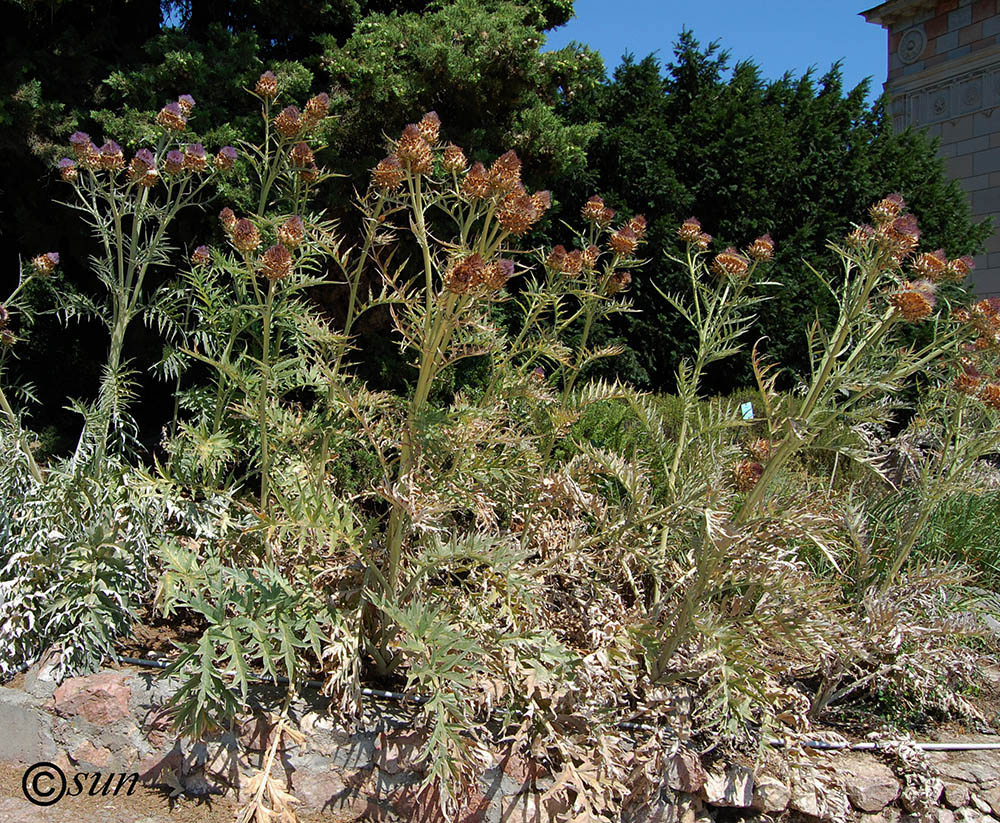Image of Cynara scolymus specimen.