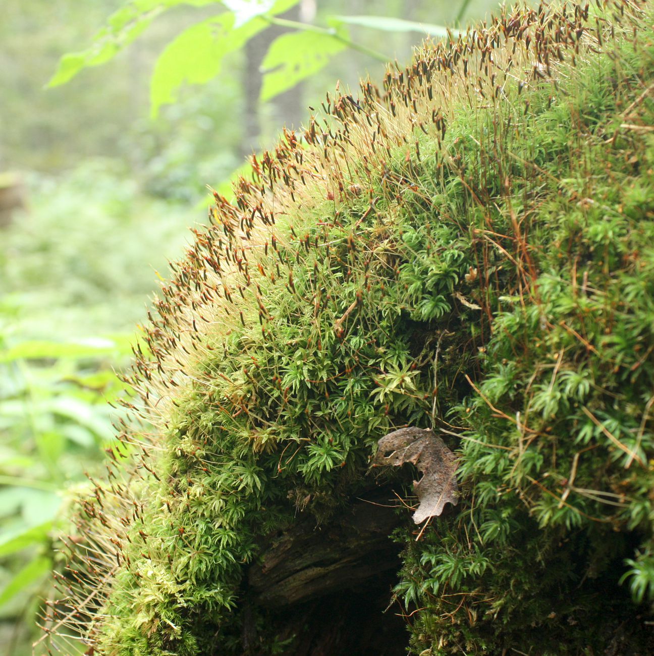 Image of Atrichum flavisetum specimen.