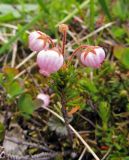 Phyllodoce aleutica × Phyllodoce caerulea