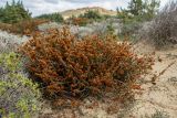 Erica manipuliflora