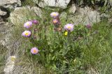 Erigeron venustus. Цветущее растение на опушке леса. Кабардино-Балкария, Эльбрусский р-н, гора Чегет. 9 июля 2008 г.