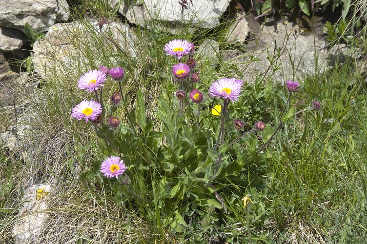 Изображение особи Erigeron venustus.