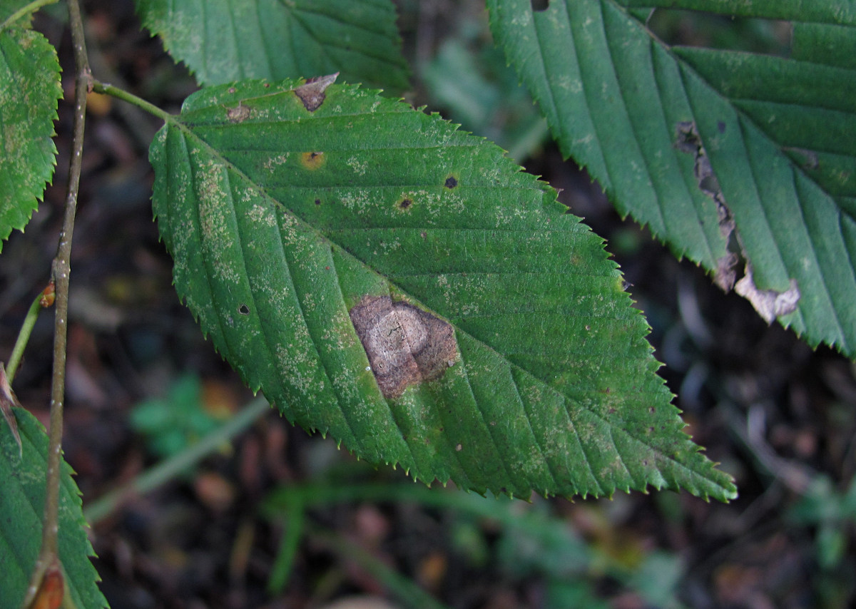 Изображение особи Carpinus betulus.