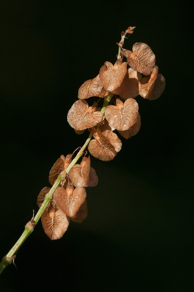 Изображение особи Rumex acetosa.