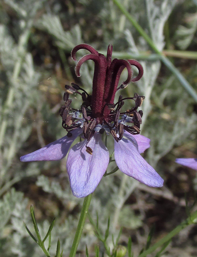 Image of Nigella segetalis specimen.