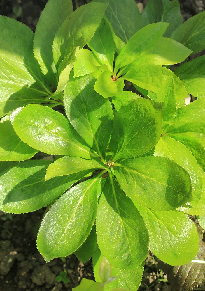 Image of Helleborus abchasicus specimen.