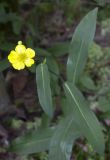 Ranunculus lingua