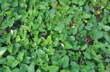 Hewittia malabarica. Цветущие растения. Андаманские острова, остров Лонг, у дороги. 06.01.2015.