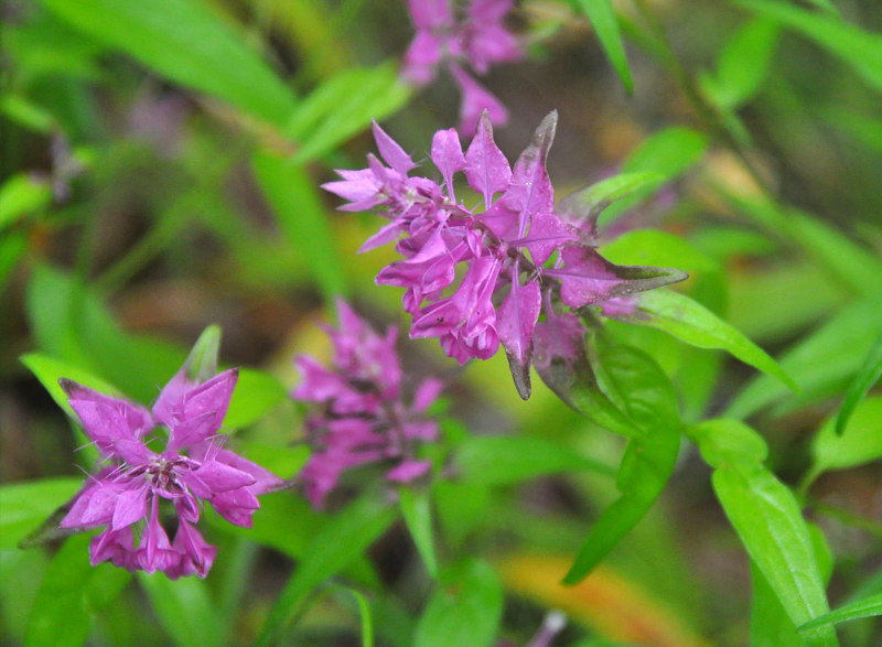 Image of Melampyrum setaceum specimen.