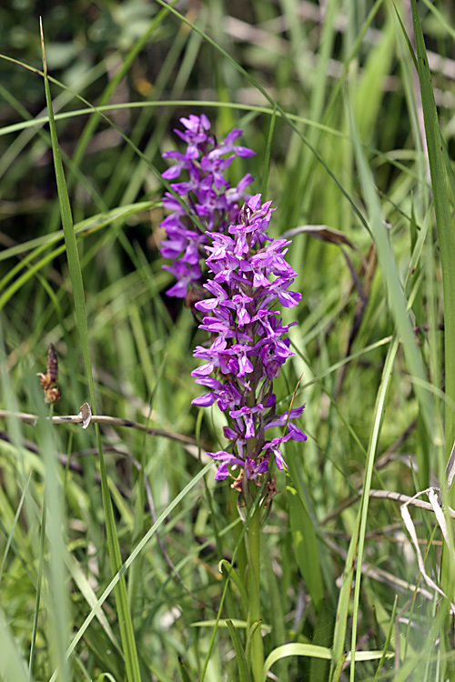 Изображение особи Dactylorhiza umbrosa.