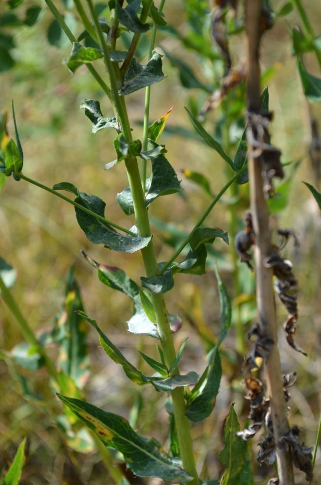 Изображение особи род Hieracium.