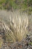 Stipa drobovii. Плодоносящее растение. Казахстан, Алматинская обл. возле вдхр. Капчагай. 31.05.2014.