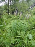 Veronicastrum sibiricum. Цветущее растение. Иркутская обл., Шелеховский р-н, окр. ж.-д. ост.п. \"Голубые ели\", опушка леса. 19.07.2014.