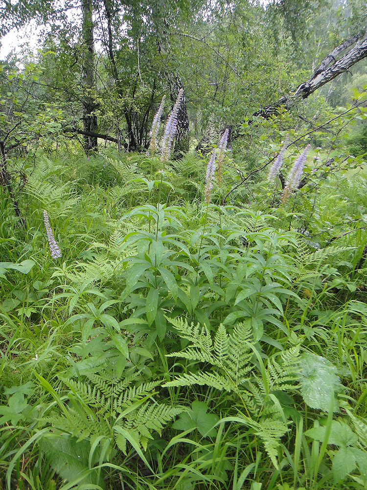 Изображение особи Veronicastrum sibiricum.