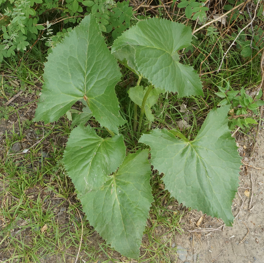 Image of Ligularia songarica specimen.