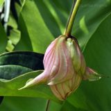Medinilla magnifica. Нераспустившееся соцветие. Сингапур, Singapore Botanic Gardens. 18.08.2014.
