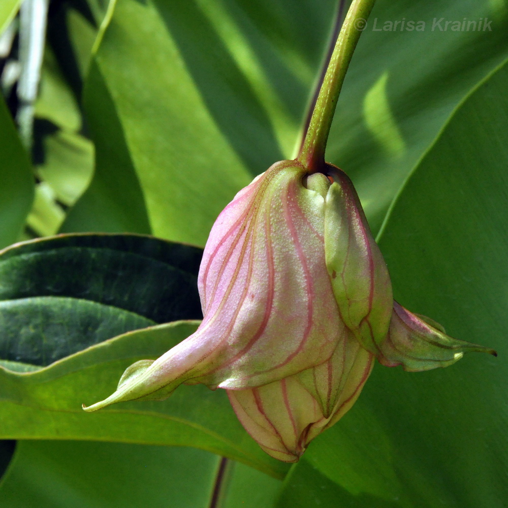 Image of Medinilla magnifica specimen.