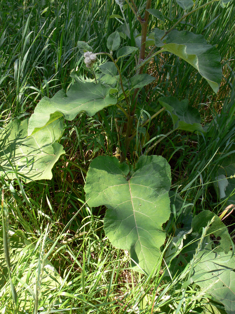 Изображение особи Arctium tomentosum.