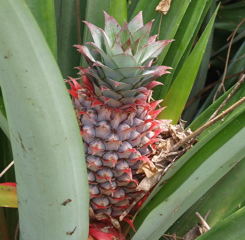 Image of Ananas comosus specimen.