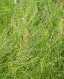 Trisetum sibiricum